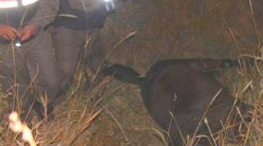 Kamyon &ccedil;arpan at arabacısı &ouml;ld&uuml;