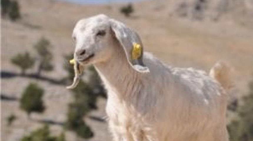 Yeni Otlatma Y&ouml;netmeliği İle Ormanlar Hayvancılığa A&ccedil;ılıyor