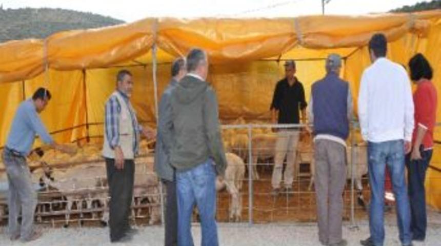 Hayvan Hırsızları Sınır Tanımıyor