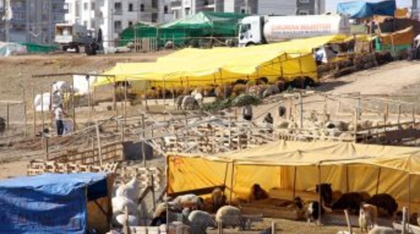 &Ccedil;ukurova&rsquo;da Kurban Satış Ve Kesim Yerleri Belirlendi