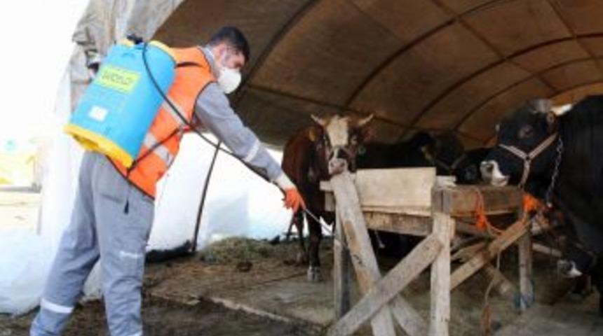 Kurban Satış Ve Kesim Yerleri Ila&ccedil;lanıyor