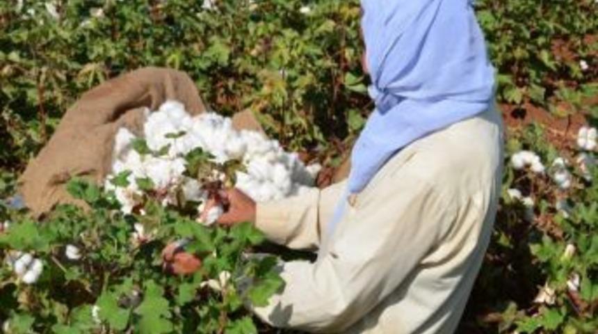 Gap &Ccedil;if&ccedil;isi Bu Yıl Rekolte'den Memnun