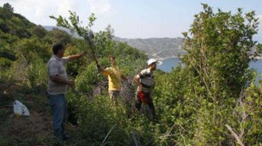 Balıkesir'deki Tıbbi Ve Aromatik Bitkilerin Envanteri &Ccedil;ıkarılıyor
