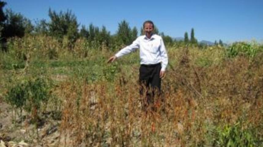 Hisarcık&rsquo;ta Meyve Ağa&ccedil;ları Ve Sebzeler Neden Kuruyor?