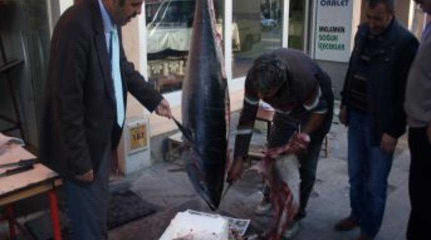 70 Kiloluk Orkinos Kars&rsquo;ta Ilgi Odağı Oldu