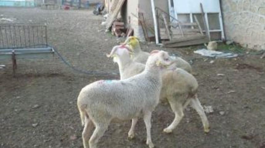 'Kurbanlık Hayvanların Ağız-burun Kısmında Salya Ve Yaraya Dikkat'