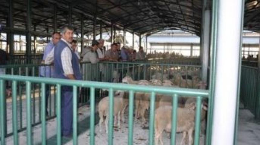 Salihli İl&ccedil;e Tarım M&uuml;d&uuml;r&uuml; G&uuml;lmez&rsquo;den Kurban Uyarısı