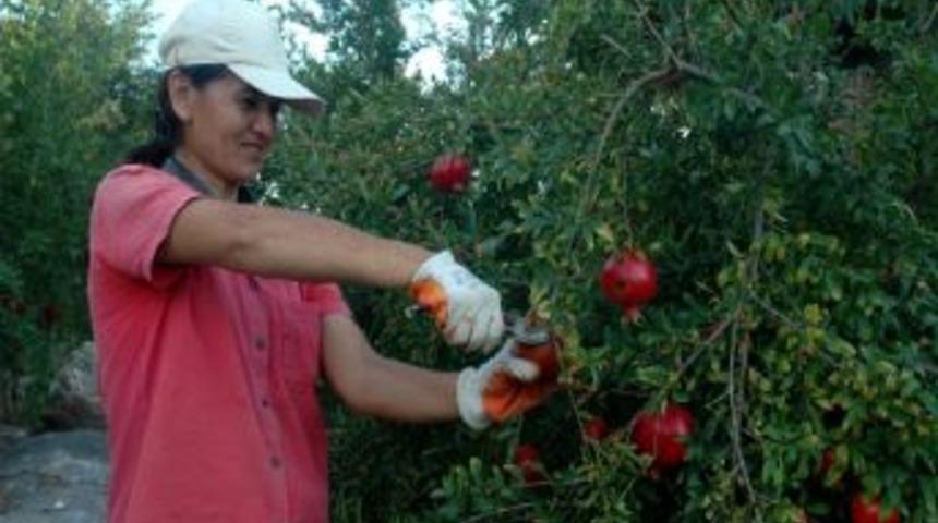 Nar &Uuml;reticisi Fiyattan Memnun Değil