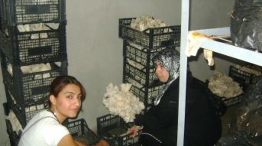 Birecikli Işsizler Mantar Yetiştirme Kursu Ile Iş Sahibi Olacak