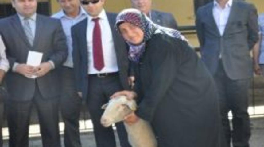 İnegöl Köylülerine Koyun Dağıtıldı