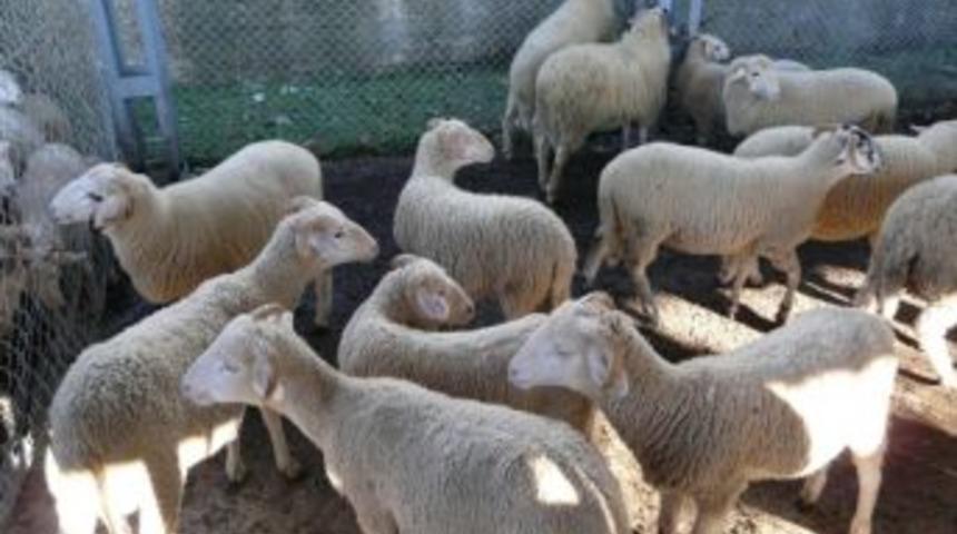 Sakarya&rsquo;da Kurban Satış Ve Kesim Yerleri A&ccedil;ıklandı