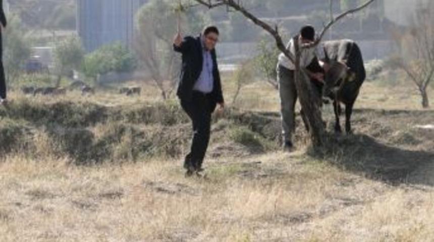 (&ouml;zel Haber) Kurbanlık Boğa Sahibinin Elinden Ka&ccedil;tı