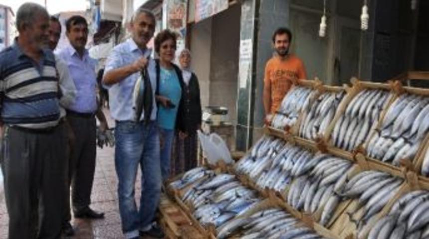 Balık Bollaştı, Palamut Ucuzladı