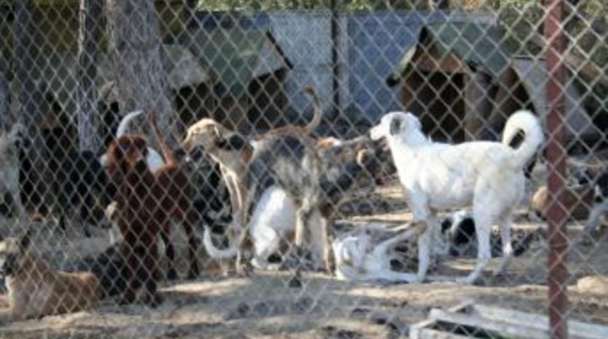 Şopengazi Hayvan Barınağı Hakkında Soruşturma Başlatıldı