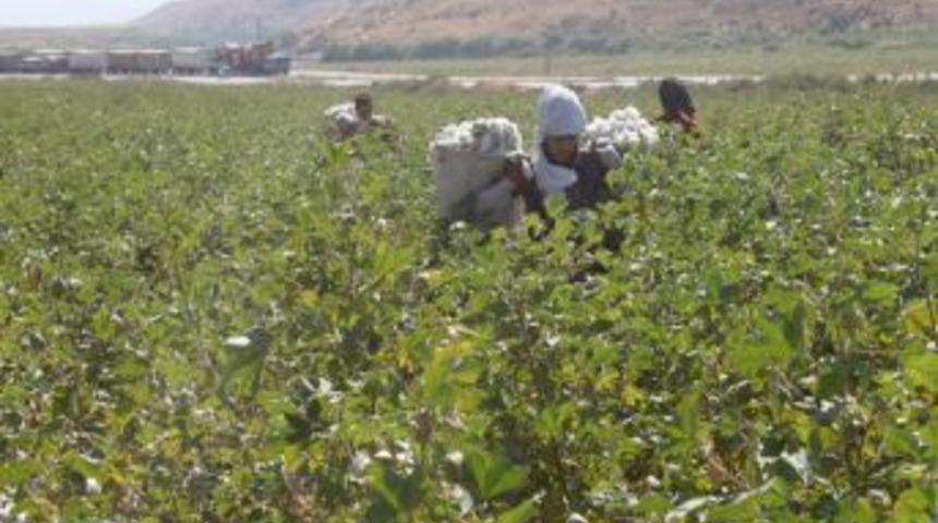 Silopi Ovasında Pamuk Hasadı Başladı