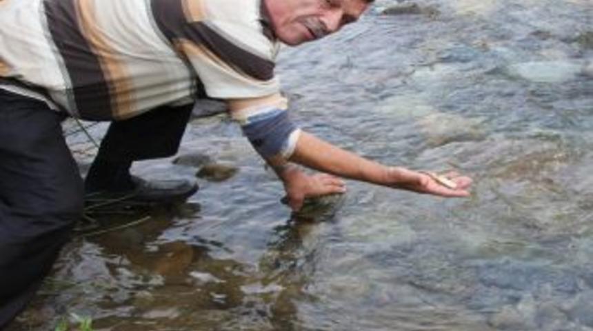 Rize&rsquo;de Toplu Balık &Ouml;l&uuml;mlerinin Ardı Arkası Kesilmiyor