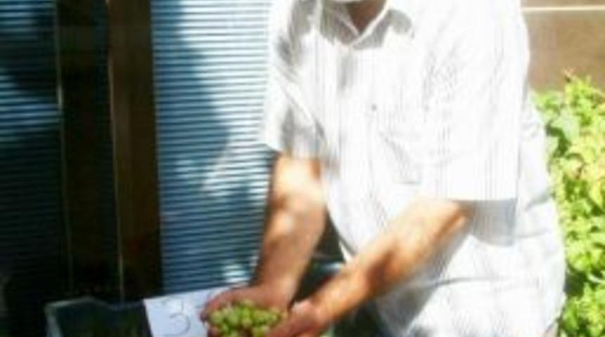 Burhaniye&rsquo;de Yeşil Zeytin Hasadına Başlandı