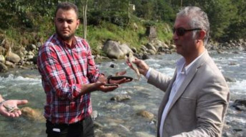 Rize Toplu Balık &Ouml;l&uuml;mleri