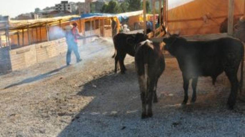 Atakum'da Kurbanlıklar Denetim Altında