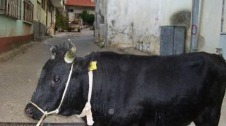 Zeytinleri Yiyen Danalarla M&uuml;cadele