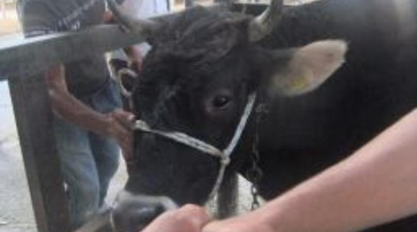 K&uuml;tahya'da Kurbanlık Hayvanlar G&ouml;r&uuml;c&uuml;ye &Ccedil;ıktı