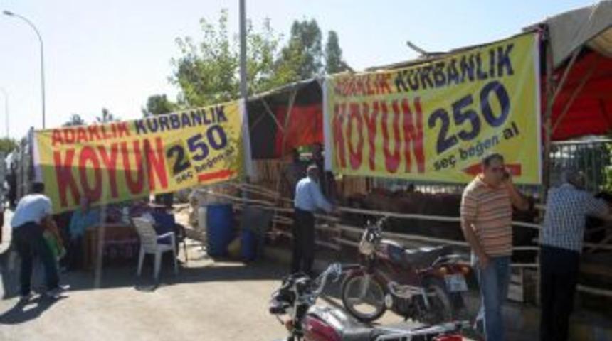 Kurbanlık Satıcısı Pankart A&ccedil;tı: Se&ccedil; Beğen Al 250 Lira