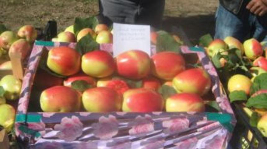 Kağızman&rsquo;da 2. Uzun Elma Şenliği d&uuml;zenledi