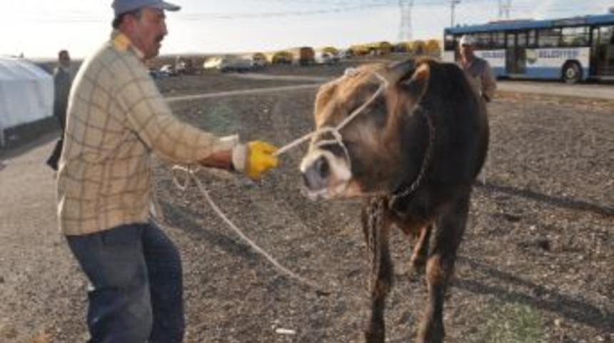 Kurbanlık Satıcılarından Saman Fiyatlarına Tepki