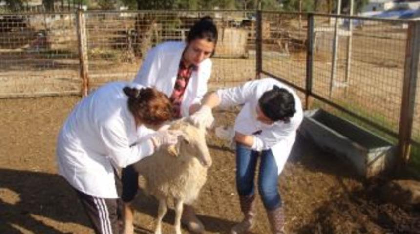 Aydın&rsquo;da 157 Adet Fak&uuml;lteli Kurbanlık Satışa &Ccedil;ıkarıldı