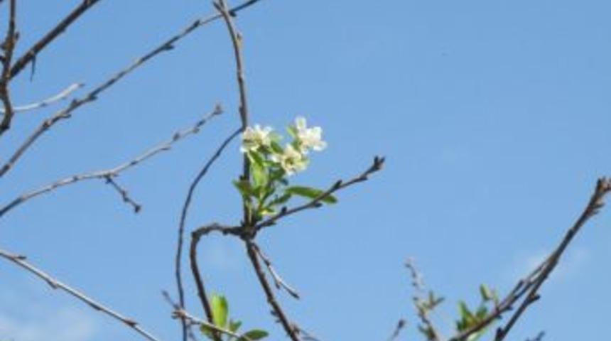 Vişne Ağacı Sonbahar'da &Ccedil;i&ccedil;ek A&ccedil;tı