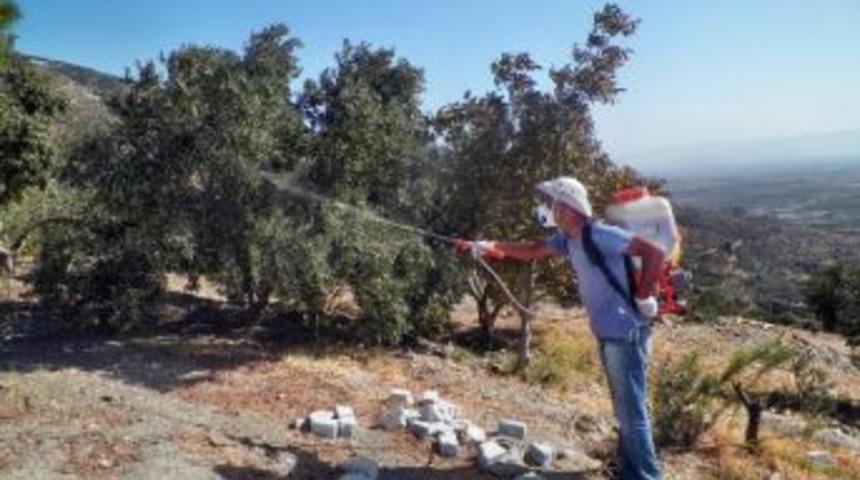 S&ouml;ke İl&ccedil;e Tarımdan Pilot Zeytin Arazilerinde İla&ccedil;lama Uygulaması