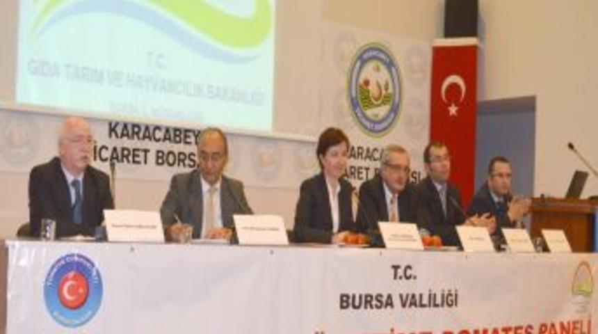 UYMSİB Başkanı Dr. &Ccedil;alı: Domatesi, Kuru Ihra&ccedil; Etmenin Yolları Aranmalı
