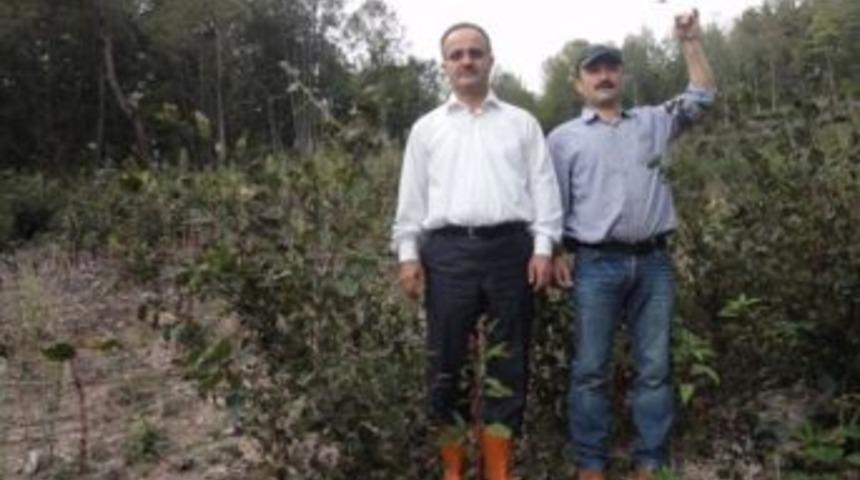Ormanlarda Eksojen Y&ouml;ntemi İle Gen&ccedil;leştirme &Ccedil;alışmaları Yapılıyor