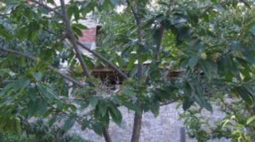 Bursa Kestanesi, Giresun&rsquo;da Uyum Sağladı