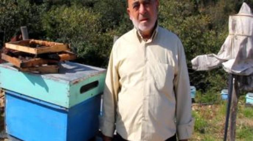 Ayılar, Arıcıların Korkulu R&uuml;yası