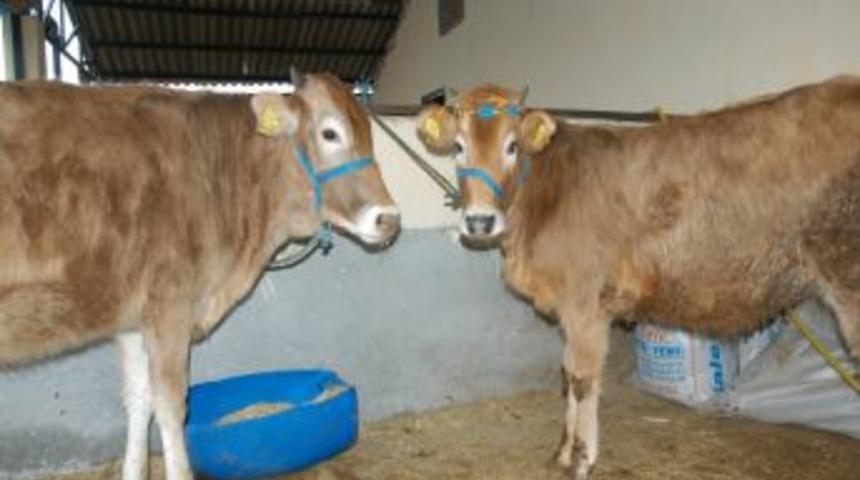 Yıldırım Belediyesi Kurban Bayramı'na Hazır