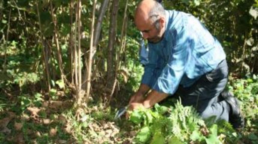 Yaşlı Fındık Bah&ccedil;eleri Rekolteyi D&uuml;ş&uuml;r&uuml;yor