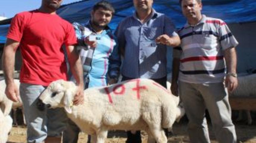 Kurbanlıkları &lsquo;fotoğraflı Kimlikle&rsquo; Satıyor