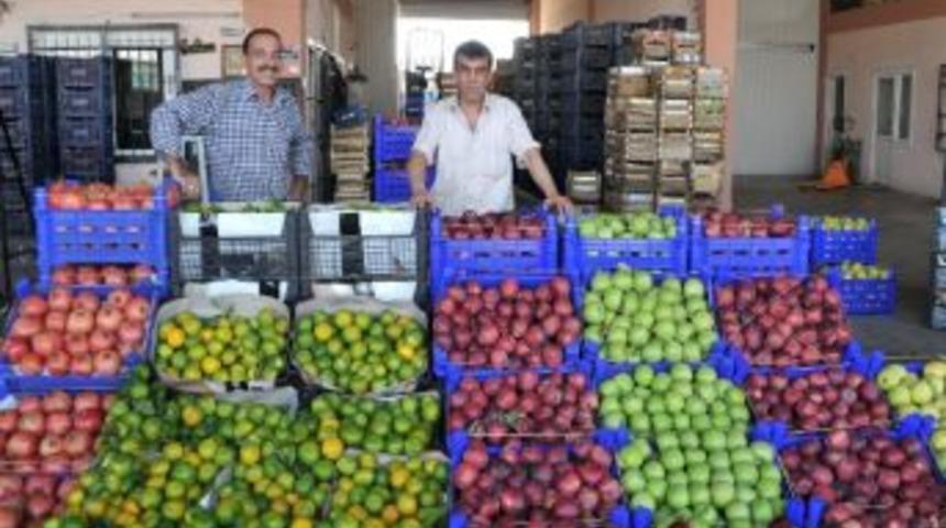 Turgutlu Elmaya Doyacak