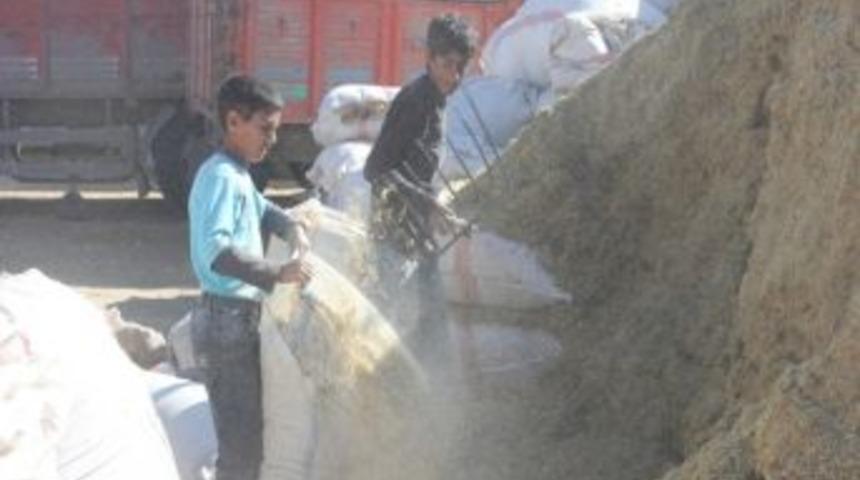 Ağrı&rsquo;da Yaşanan Kuraklık Saman Fiyatını Artırdı