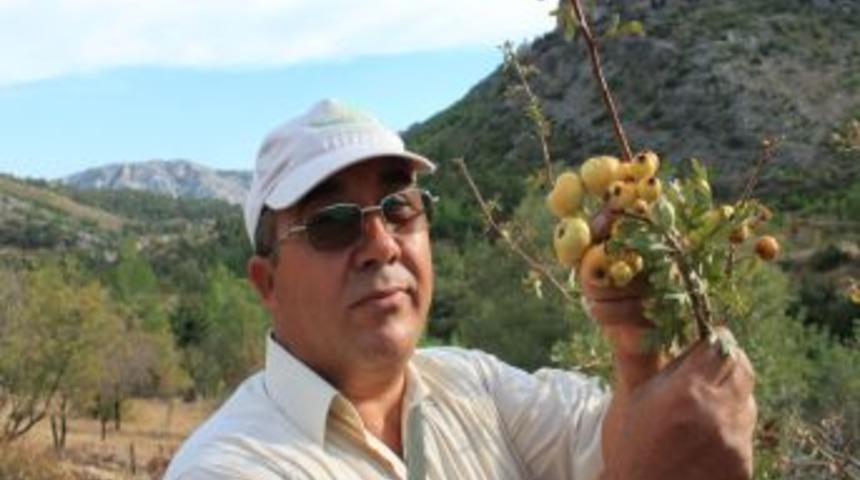 K&uuml;lt&uuml;r Alı&ccedil;ları Alternatif Gelir Kaynağı Oldu