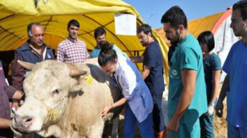 Altındağ, Kurban Bayramı'na Hazırlanıyor