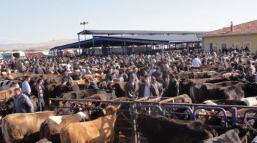 'Kulak K&uuml;pesi Olmayan Hayvanları Kurbanlık Almayın'