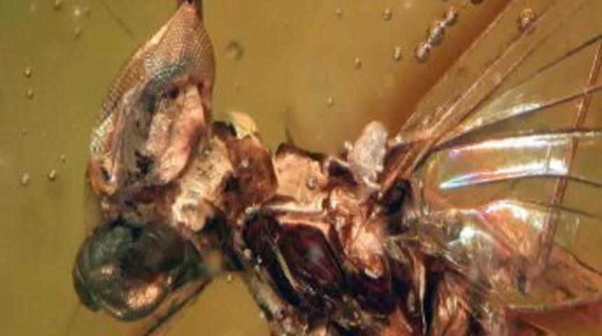 Amber Içinde 16 Milyon Yıllık Sinek Bulundu