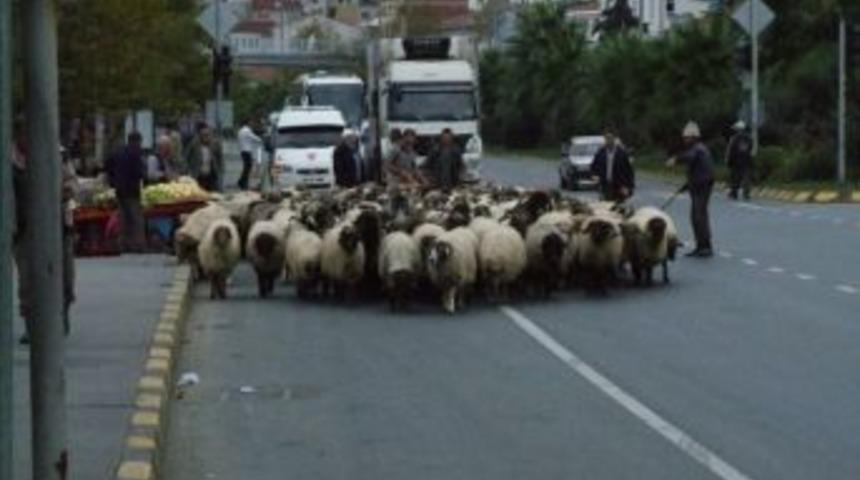 Trabzon'da Yaylalardan G&ouml;&ccedil;ler Başladı