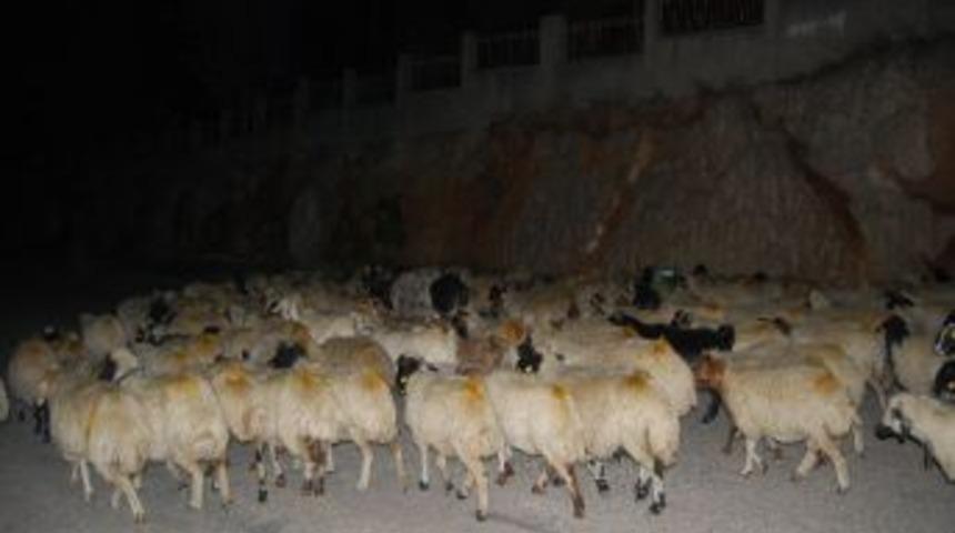 Adana&rsquo;da Yaylalardan G&ouml;&ccedil; Başladı