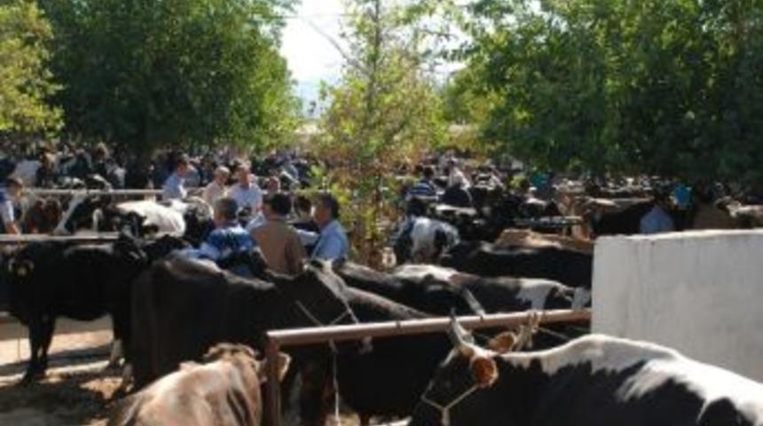 Hayvan Pazarında Pazarlıklar Kızıştı