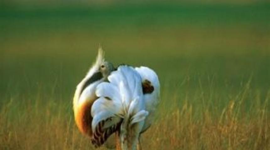 Doğu Anadolu'nun Kuşları Zor Durumda