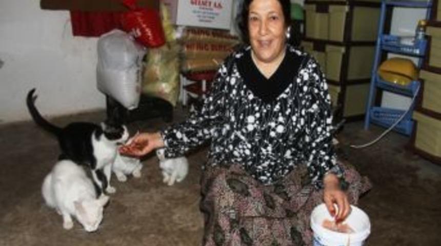 55 Yaşındaki Perihan Bay, 12 Kedi Ile Aynı Evde Yaşıyor