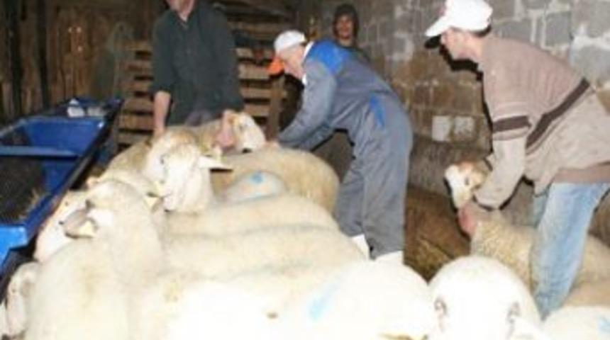 Keşan&rsquo;da 12 Bin K&uuml;&ccedil;&uuml;kbaş Hayvana Veba Aşısı Yapıldı